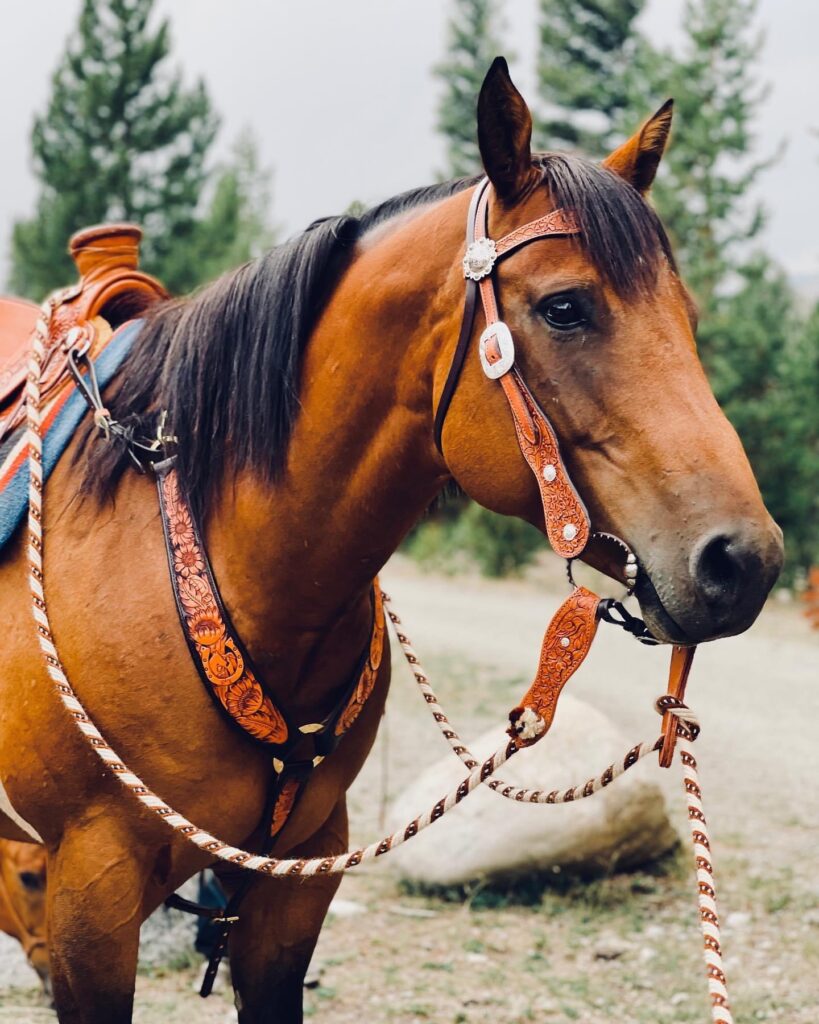Frecker's Saddlery